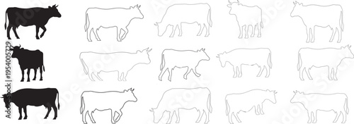 Cow outline set showing different angles and natural poses for livestock branding agriculture and dairy visuals
