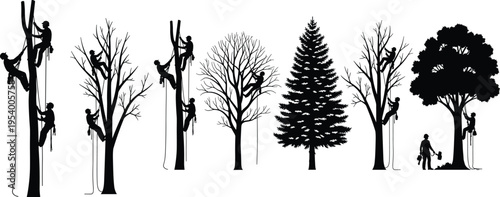 Vector illustration of arborists climbing trees with ropes and harnesses, silhouettes of tree maintenance, forestry work, arboriculture concept