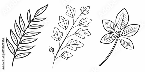 Three distinct types of leaves showcased in a black and white line drawing.