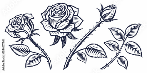 A detailed illustration of three roses in full bloom with leaves and a bud