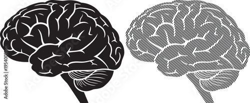 Detailed illustration of the human brain viewed from lateral perspectives