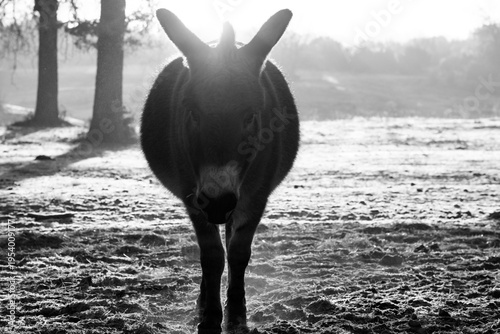 Mini donkey during sunrise in Texas farm field in black and white.