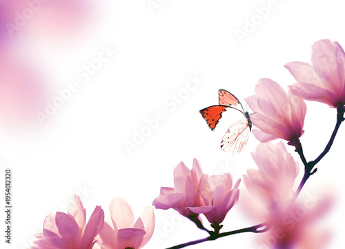 Spring background with blooming pink magnolia flowers and flying butterfly