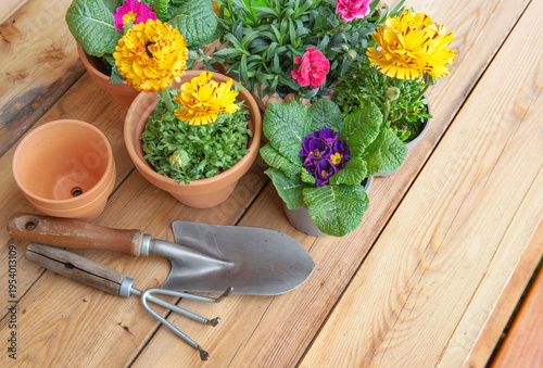 colorful potting flowers in terracotta pots with gardening equipment on woode...