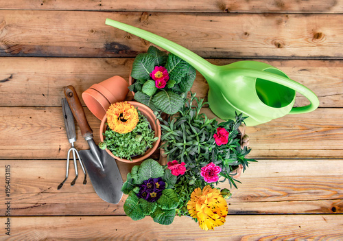 top view on colorful potting flowers in terracotta pots with gardening equipm...