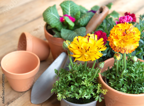 closeup on yellow buttercup flowers blooming in flowerpot with other flowers ...