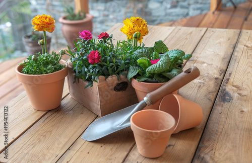 colorful potting flowers in terracotta pots with gardening equipment on woode...