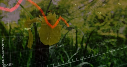 Yellow tulip staying, tech driving red line sweeping peaking falling over faint grid for bloom data