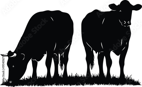Cow silhouettes grazing on grass isolated on white background, livestock farming concept, dairy cattle illustration, rural agriculture, farm animals and pastoral landscape