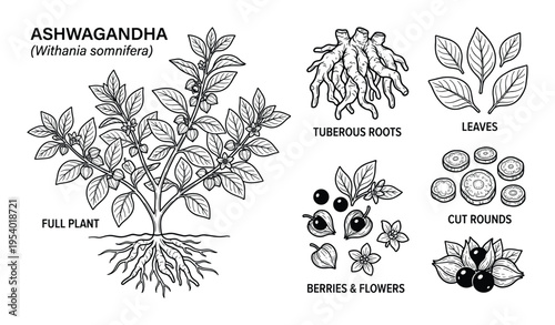 Ashwagandha Plant Vector Illustration Withania Somnifera Medicinal Herb