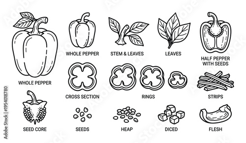 Bell Pepper Parts Vector Illustration; Whole, Half, Seeds, Strips, Cross Section