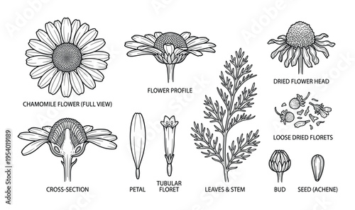 Chamomile Flower Detailed Diagram Vector Illustration, Leaf, Petal and Seed Achene