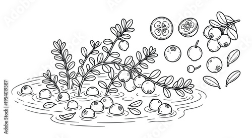 Cranberries in water, branch with berries, sliced cranberry line drawing illustration