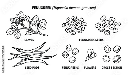 Fenugreek plant botanical illustration, leaves, seeds, seed pods, flowers and cross section.