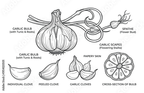 Garlic Anatomy Detailed Illustration, Showing Bulb, Cloves, Scapes, and Cross-Section