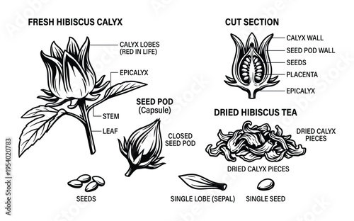 Hibiscus Calyx Diagram, Fresh and Dried Plant Parts with Cut Section and Seeds