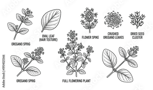 Oregano Plant Anatomy Detailed Vector Illustration Isolated on White Background