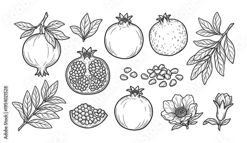 Pomegranate fruit vector illustration, whole and halved with seeds, leaves and flower sketch
