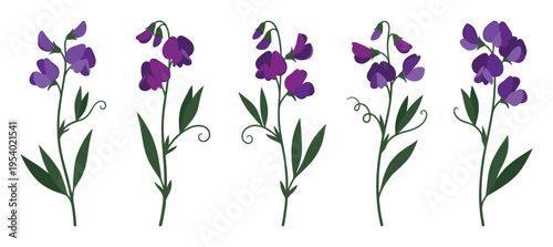 Purple sweet pea flower stalks vector illustration set with leaves and tendrils, floral art, floral, isolated.