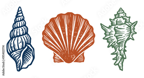Seashells vector set illustration, marine shells, sea shell collection design elements
