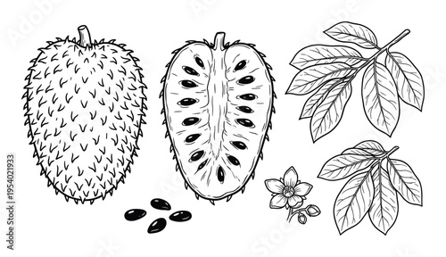 Soursop fruit vector illustration, leaves and seeds line art drawing