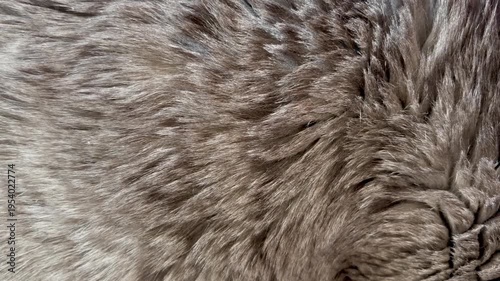 Gray tabby cat fur fragment close-up. A cute grey tabby cat lies on a bed in the room. Beautiful. Close view. Homely atmosphere. Family. Home. Love. For video presentation, advertising.