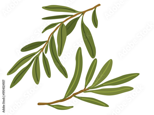 Olive branches green leaves twigs plant vector illustration pistachio floral arrangement