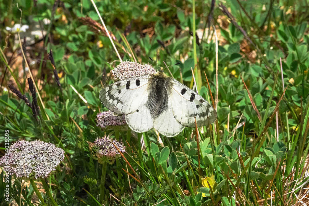 Obraz premium White butterfly rests on purple flowers