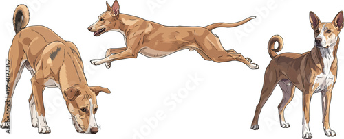 Indian Pariah Dog sniffing ground running athletic standing pose set