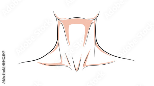 Anatomical drawing of human neck and upper chest area focusing on collarbone structure and throat muscles for medical education.