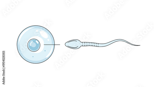 Educational scientific diagram showing a single human sperm cell attempting to fertilize a large ovum during reproduction.