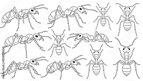 Detailed sheet of black and white line art drawings featuring a variety of ant species from multiple viewing angles.