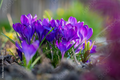 Krokusse im Sonnenschein