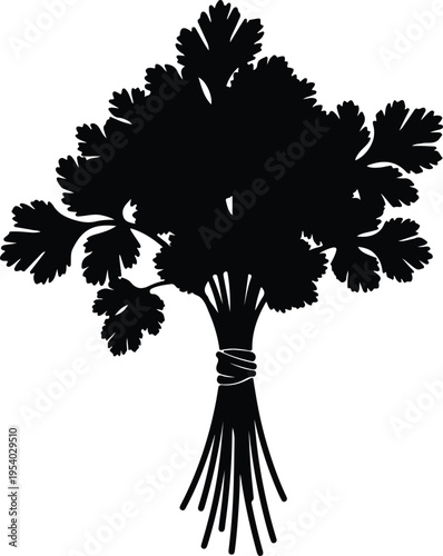 Vector silhouette of fresh cilantro bunch tied with string herbs culinary design
