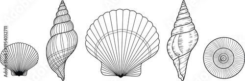Hand drawn seashell vector set, ocean shells line art icons, nautical summer beach elements, black and white scallop clam sketches