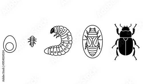 Beetle life cycle stages illustration, egg, larva grub, pupa, adult beetle, simple vector silhouette or line art, black color, isolated on white background, minimal educational design
