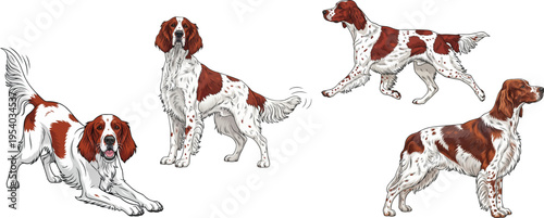 Irish Red and White Setter dog trotting standing play bow pose set