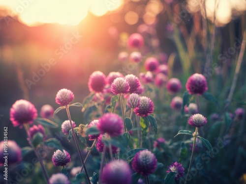 A cluster of vibrant purple globe amaranth flowers blooming in a meadow during a golden sunset