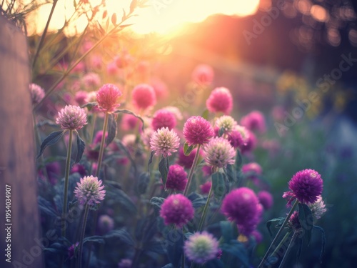 A serene field of vibrant globe amaranth flowers basking in the soft warm glow of a golden sunset