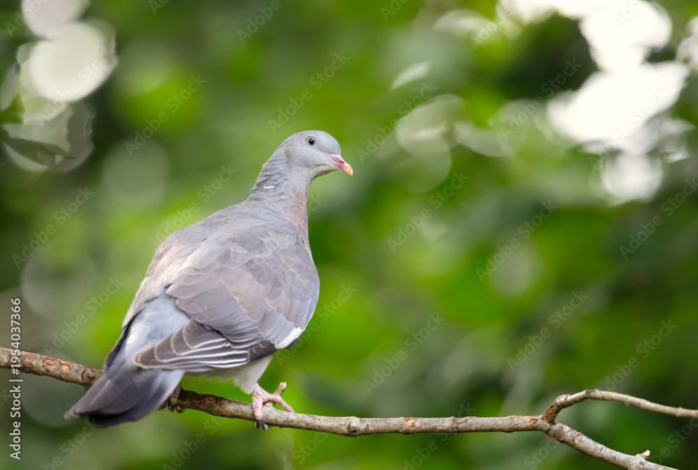 Obraz premium Portrait of a common wood pigeon perched on a tree branch