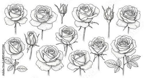 A set of black and white roses and rosebuds with leaves isolated on transparent background, Vector