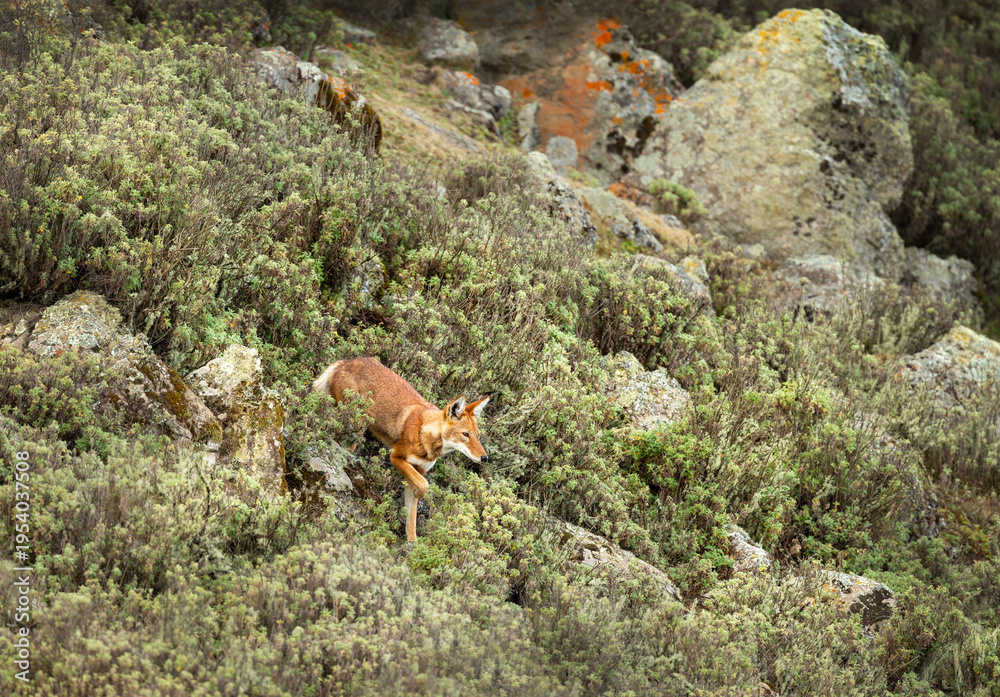 Obraz premium Rare endangered Ethiopian Wolf (Canis simensis) foraging in highland grasslands