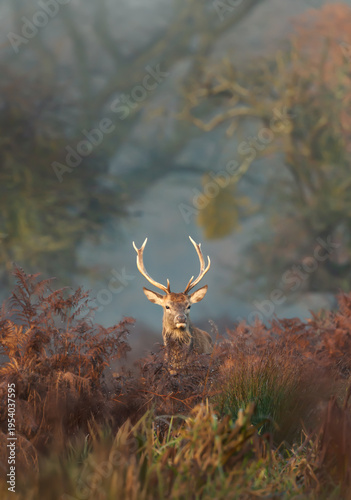 Red deer stag standing among ferns in misty autumn meadow