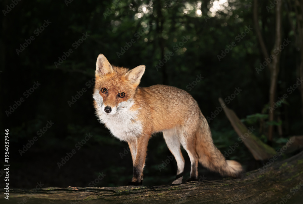 Obraz premium Portrait of a cute red fox standing on a fallen tree in a forest at night