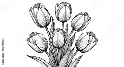 A bouquet of seven tulips with leaves isolated on transparent background, Vector