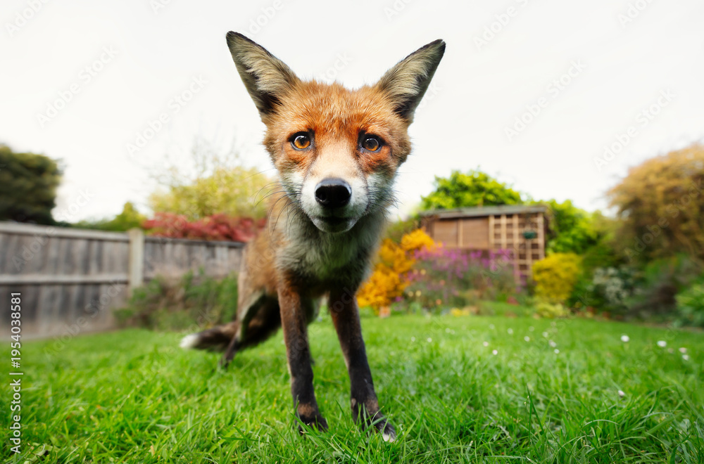 Fototapeta premium Portrait of a curious red fox standing on a green grass in urban garden