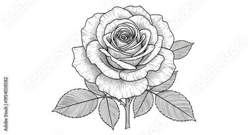 A large rose with leaves on a stem isolated on transparent background, Vector