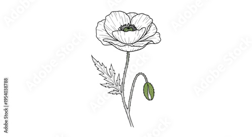 A black and white drawing of a poppy flower with a green seed pod isolated on transparent background, Vector