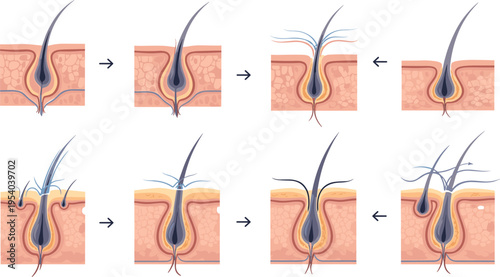 Hair growth cycle stages vector illustration showing follicle development phases with arrows detailed medical diagram for dermatology and biology education