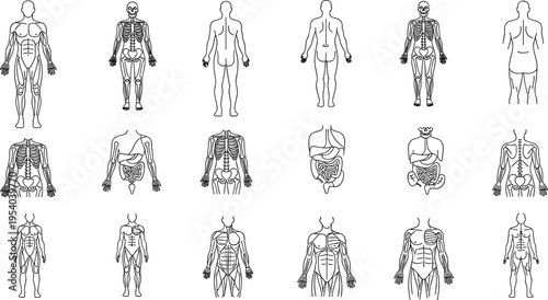 Human Anatomy Muscle Diagram Set – Full Body Skeletal & Muscular System Illustrations for Medical Study, Fitness & Education